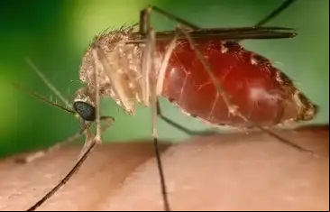 Mosquito Maruim. Foto: Conselho Federal de Farmácia/Divulgação